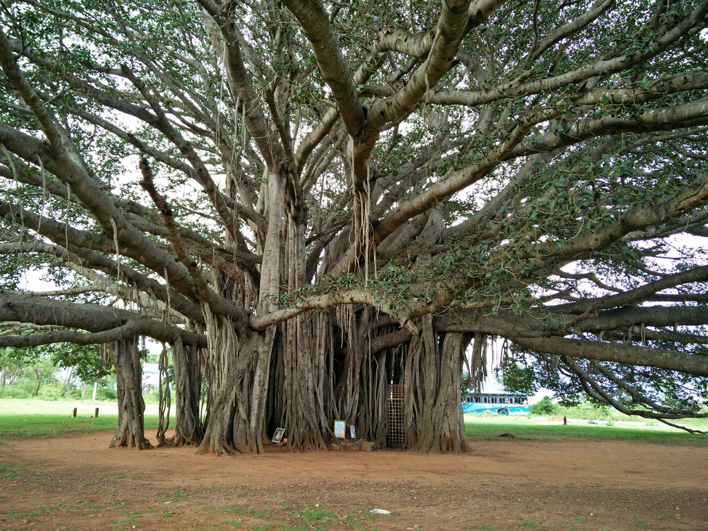 National-Tree-Banyan-Tree