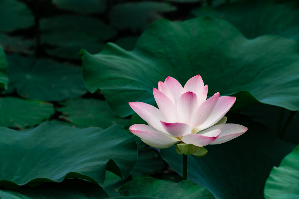 National-Flower-Lotus