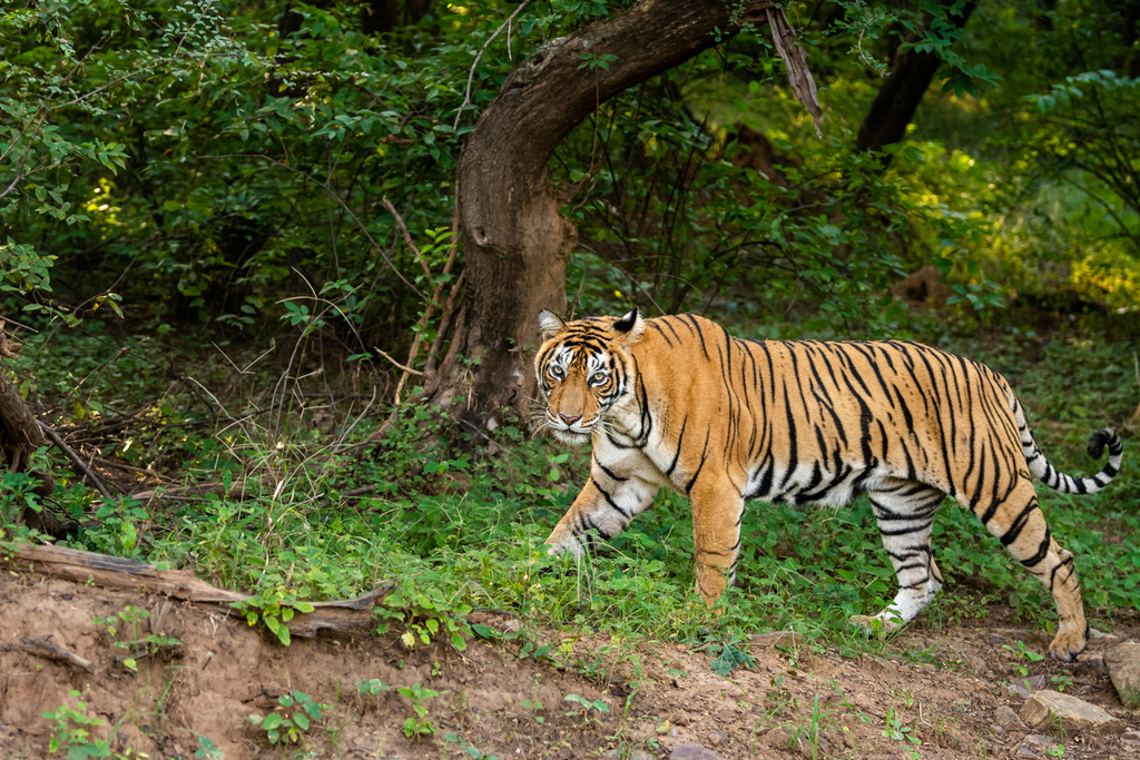 royal-bengal-female-tiger-or-tigress-walking-in-morning-outdoor-jungle-safari-or-drive-at-ranthambore-national-park-or-tiger-reserve-rajasthan-india-panthera-tigris-tigris