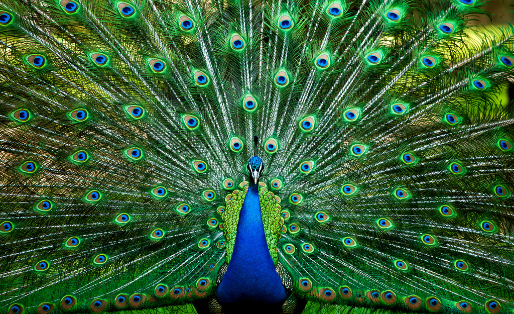 National-Bird-The-Indian-Peacock